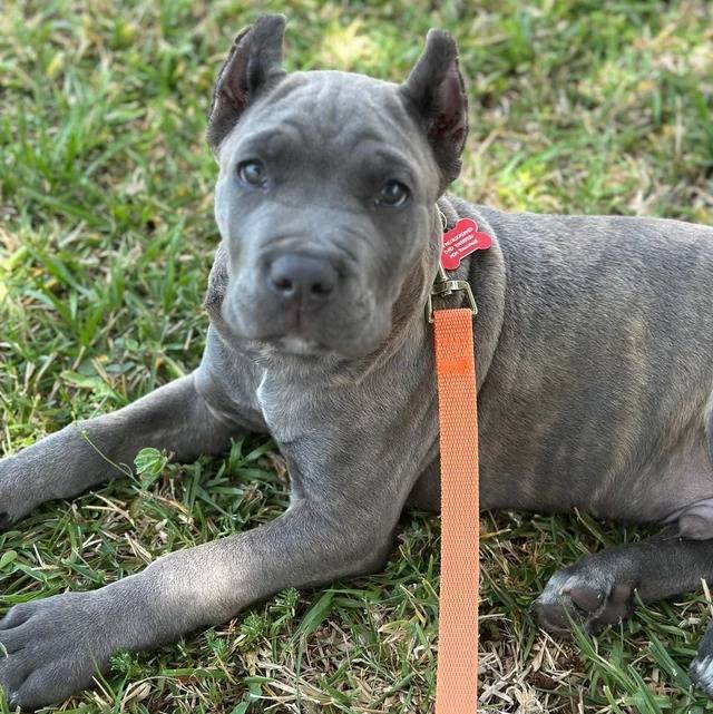 Un Cane Corso allongé sur un terrain herbeux et qui est tenu en laisse 
