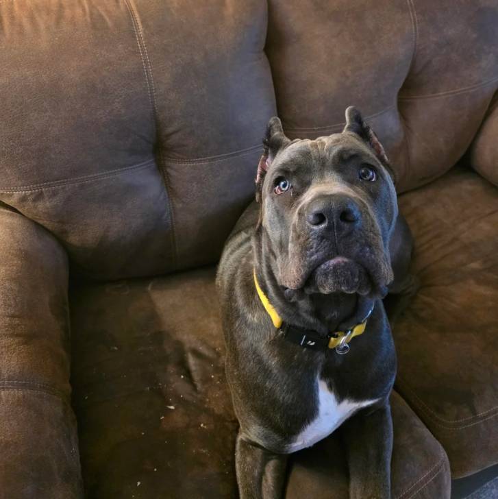 Un Cane Corso allongé sur un canapé et portant un collier autour du cou