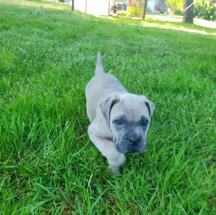 Un chiot Cane Corso sur une surface gazonnée et regardant vers la caméra 