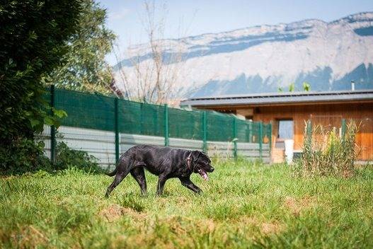 Un Cane Corso marchant sur une surface gazonnée et portant un collier autour du cou