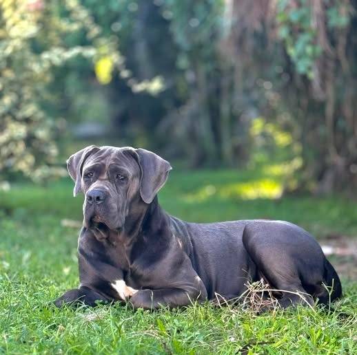 Un Cane Corso allongé sur un terrain herbeux et semblant détendu