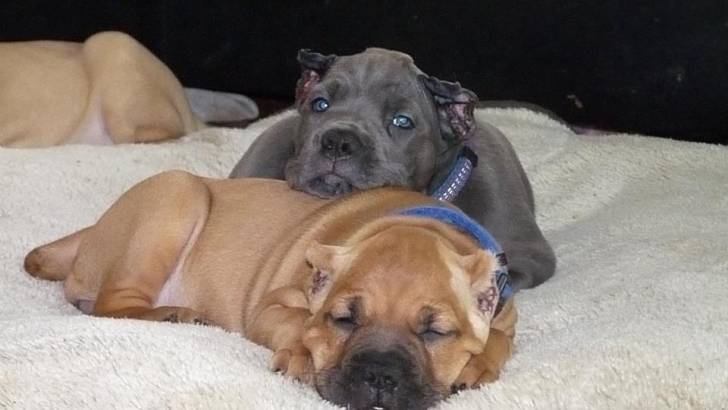 blue&Tirus - Cane Corso Mâle (3 mois)