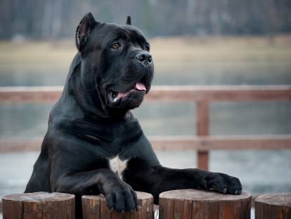 Le Cane Corso est-il facile à éduquer ?