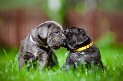Entente du Cane Corso avec les autres chiens