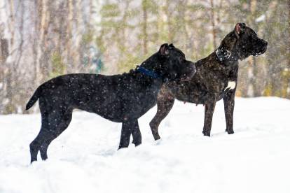 Résistance du Cane Corso au froid et à la chaleur