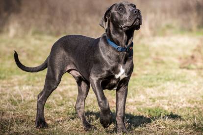 Un Cane Corso au pelage noir ,en extérieur, sur de l'herbe 