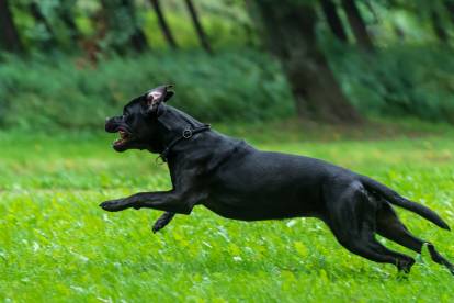 Un Cane Corso courant à toute allure dans l'herbe