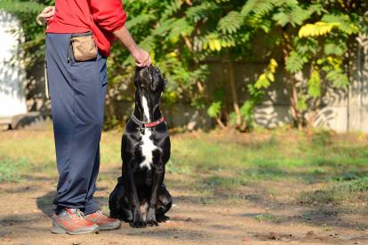 Un Cane Corso assis sur l'herbe collant sa mâchoire sur la main de son propriétaire