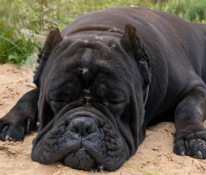 Cane Corso noir obèse allongé sur le sol 
