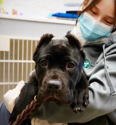 Chien Cane Corso dans les bras d'une vétérinaire