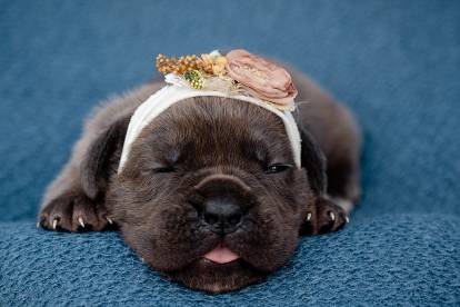 Chiot Cane Corso dormant sur un duvet bleu 