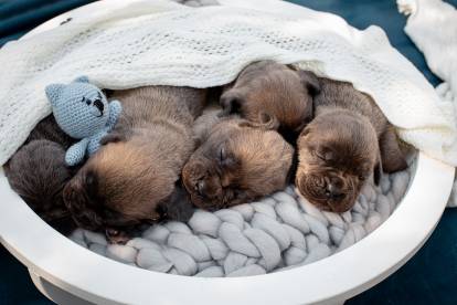 Une portée de chiots Cane Corso dormant dans un panier, sous un drap 