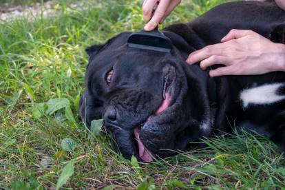 Cane Corso noir allongé sur l'herbe en train de se faire brosser
