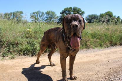 Cane Corso brun sale, debout sur un chemin