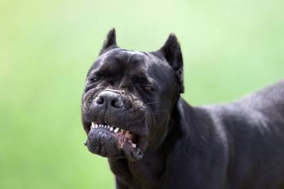 Cane Corso serrant les dents
