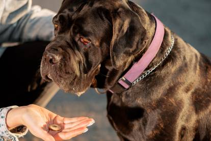 Cane Corso mangeant une croquette, donnée par son maitre