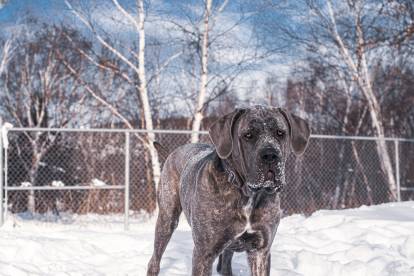 Un Cane Corso debout dans la neige, devant une clôture