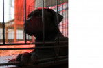 cece - Cane Corso Femelle (7 mois)