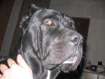 u'yuma des etangs de magrignane cane corso - Cane Corso