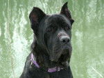 cane corso ATTILA - Cane Corso