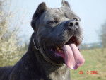 cane corso - Cane Corso