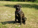boss cane corso - Cane Corso