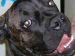 cane corso \