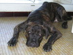 boss cane corso - Cane Corso