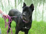 cane corso Attila - Cane Corso