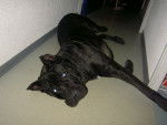 ATTILA Cane Corso - Cane Corso