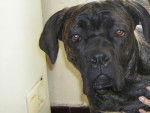 BOSS cane corso - Cane Corso
