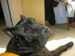 ATTILA Cane Corso - Cane Corso