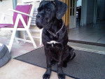 Beauty cane corso - Cane Corso