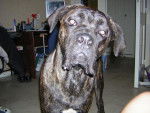 BOSS cane corso - Cane Corso