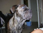 BOSS cane corso - Cane Corso
