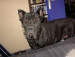 cane corso attilla - Cane Corso