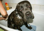 vike cane corso - Cane Corso