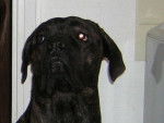 boss cane corso - Cane Corso