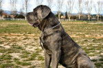 cane corso - Cane Corso
