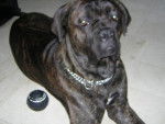 Boss cane corso - Cane Corso