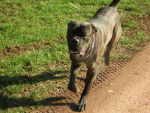 Boss cane corso - Cane Corso