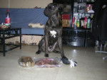 Boss cane corso 1 an - Cane Corso