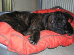 Boss cane corso - Cane Corso