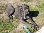 cané corso VISHNOU - Cane Corso