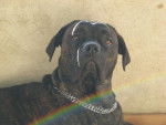 BOSS cane corso - Cane Corso