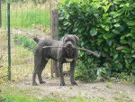 BOLZANO Cané Corso - Cane Corso