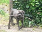 BOLZANO Cané Corso - Cane Corso