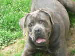 BOLZANO Cané Corso - Cane Corso