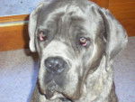 cane corso Buster - Cane Corso