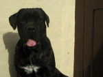 cane corso - Cane Corso